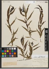 Foto von Salix nigra Marshall